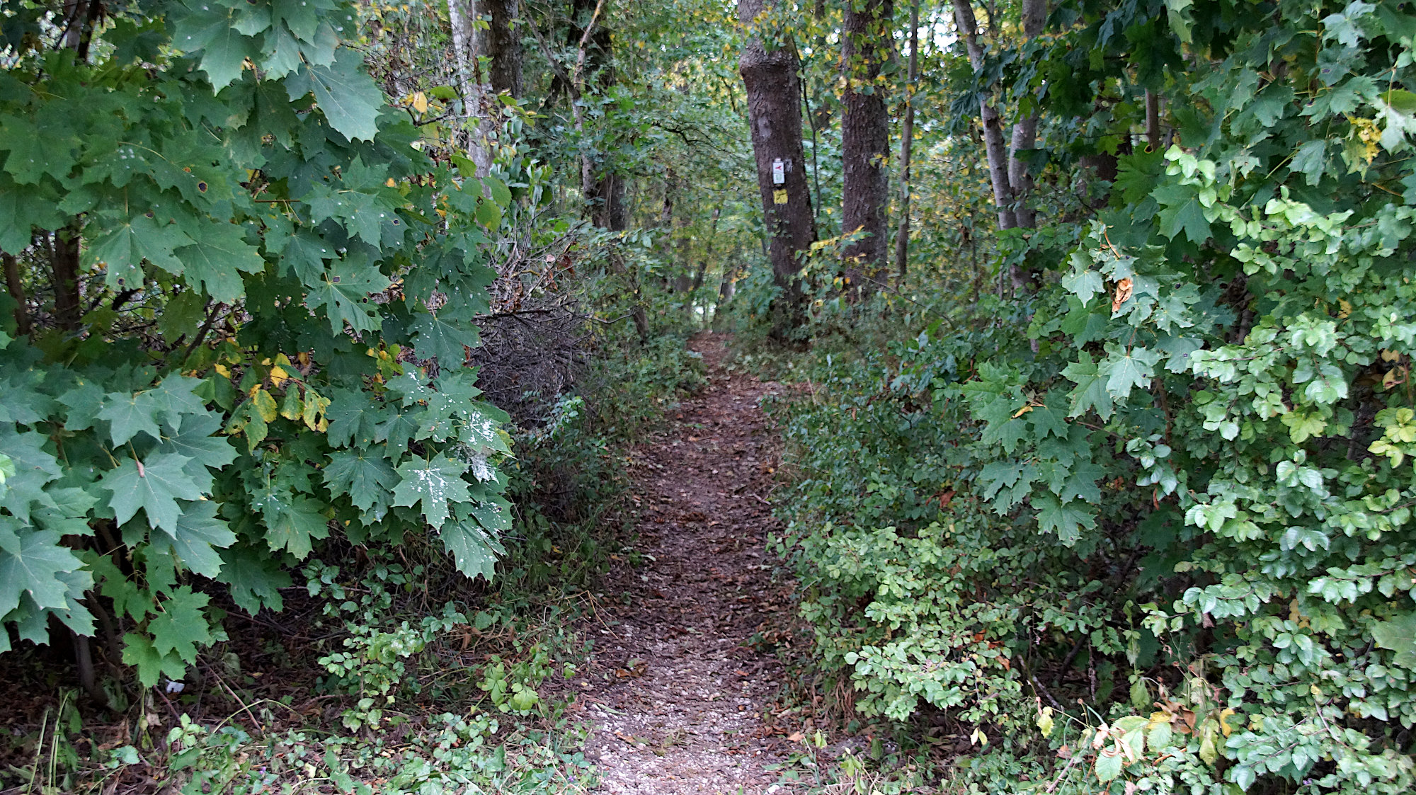 Schonterhöhe – Eckfelsen – Der Wanderguenni