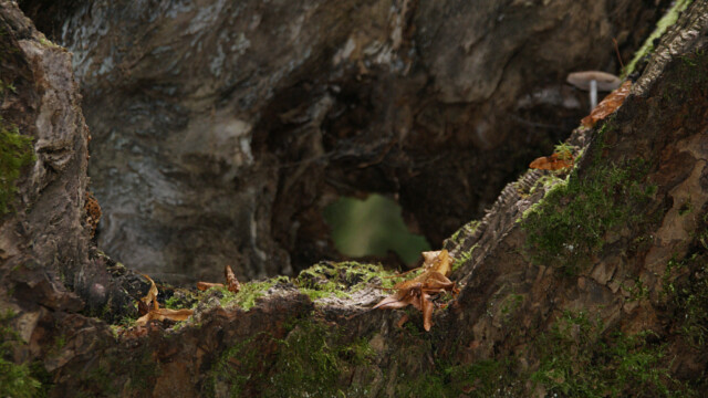 Baum Baum