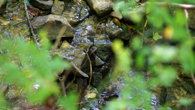 Glasenbach Glasenbach