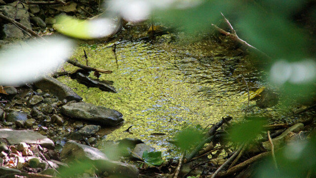 Spiegelung Spiegelung