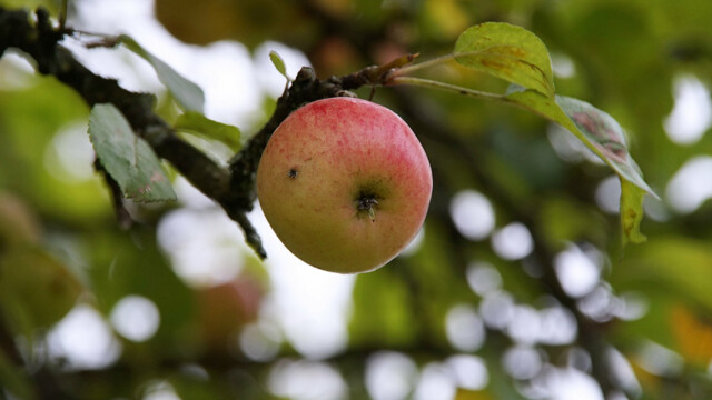 Einsamer Apfel Einsamer Apfel