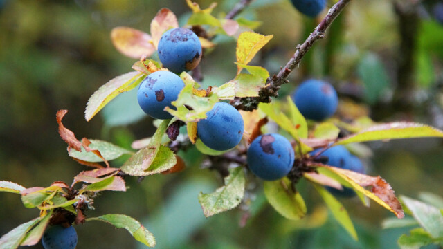 Wacholderbeeren Wacholderbeeren