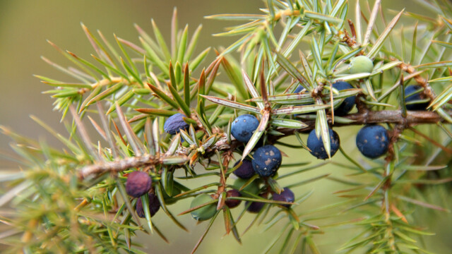 Wacholderbeeren Wacholderbeeren
