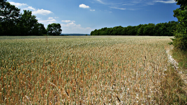 Reiche Ernte Reiche Ernte