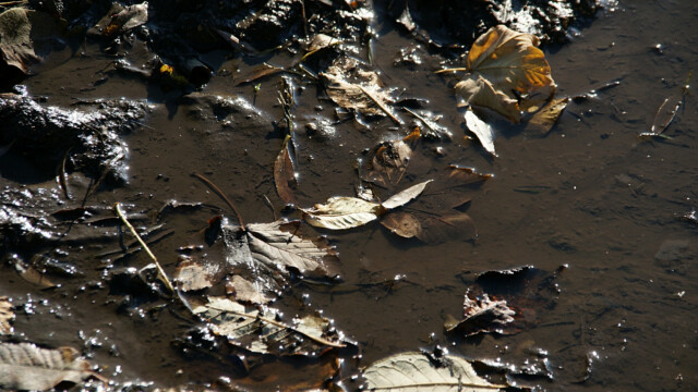 Schwimmendes Laub Schwimmendes Laub