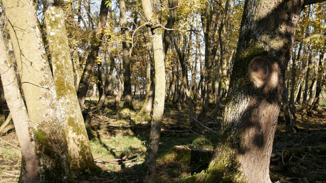 Kleiner Wald Kleiner Wald