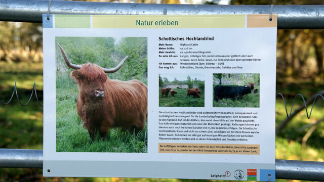 Schottische Hochlandrinder Schottische Hochlandrinder