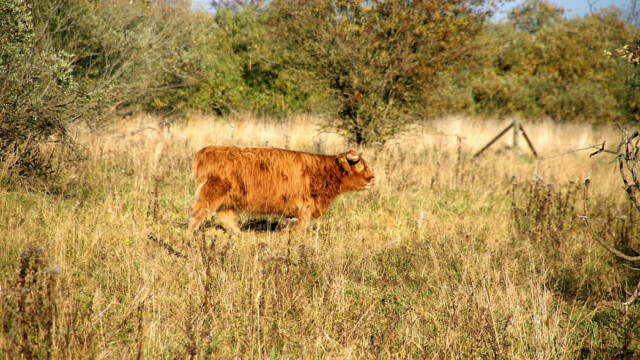 Schottische Hochlandrinder Schottische Hochlandrinder