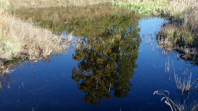 Spiegelung Spiegelung