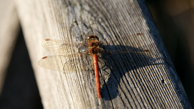Libelle Libelle