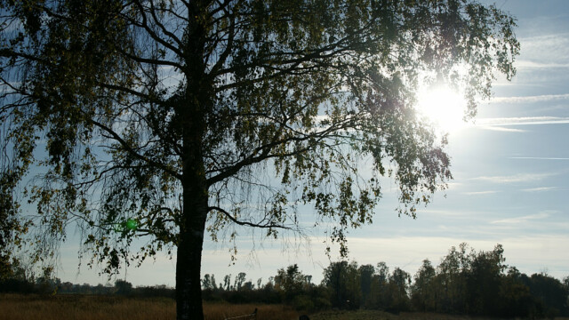 Gegenlicht Gegenlicht