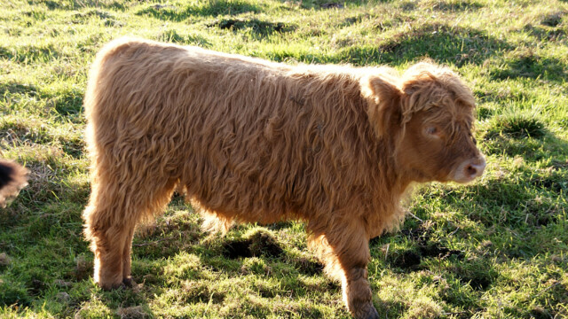 Schottische Hochlandrinder Schottische Hochlandrinder