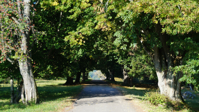 Allee Allee