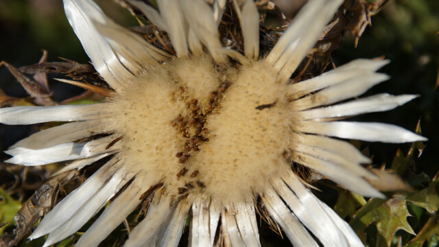 Silberdistel Silberdistel