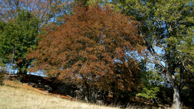 Herbstfärbung Herbstfärbung