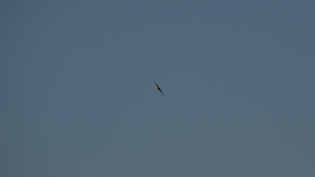 Gleitflug Gleitflug