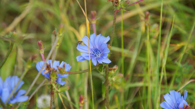 Kornblume Kornblume