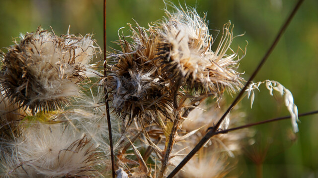 Distel Distel