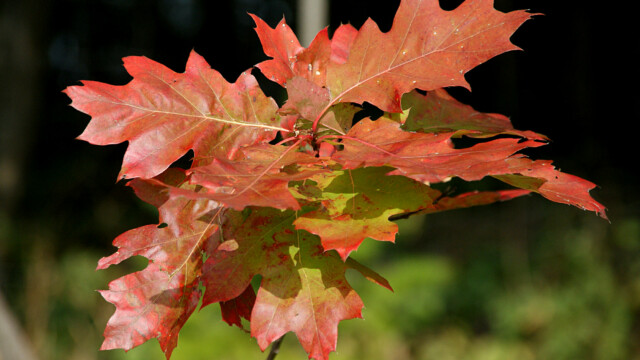 Herbst Herbst