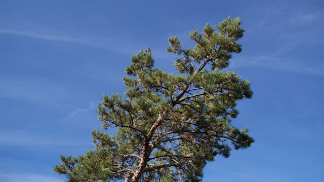 Schief vom Wind