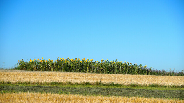 Sonnenblumen Sonnenblumen