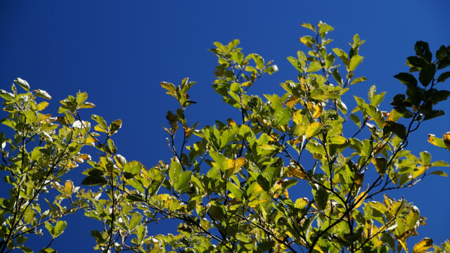 Blau und Grün Blau und Grün