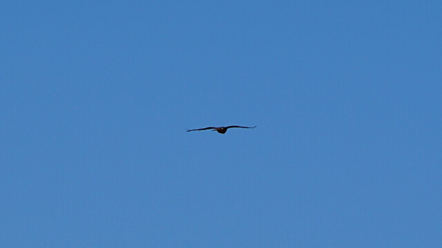 Gleitflug Gleitflug