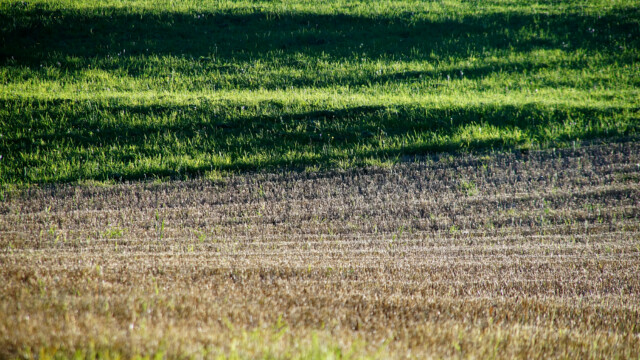 Linien Linien