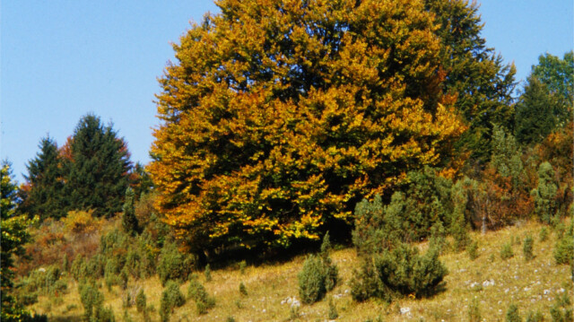 Herbst Herbst