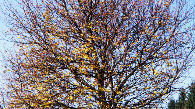 Herbst Herbst