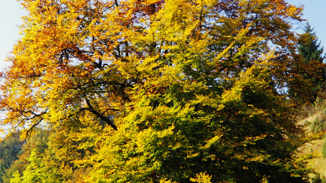 Herbst Herbst