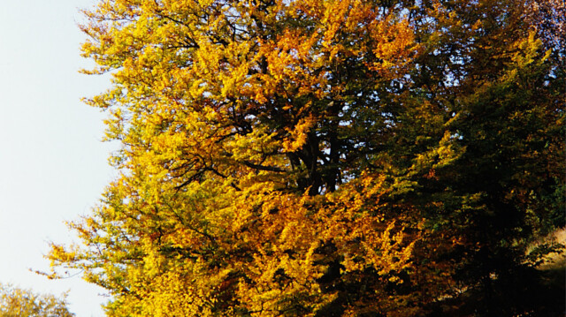 Herbst Herbst