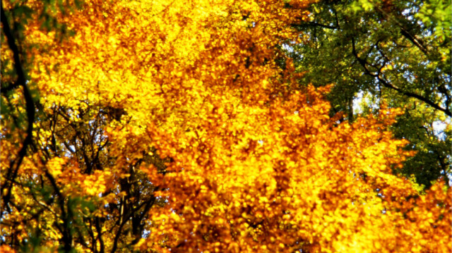 Herbst Herbst