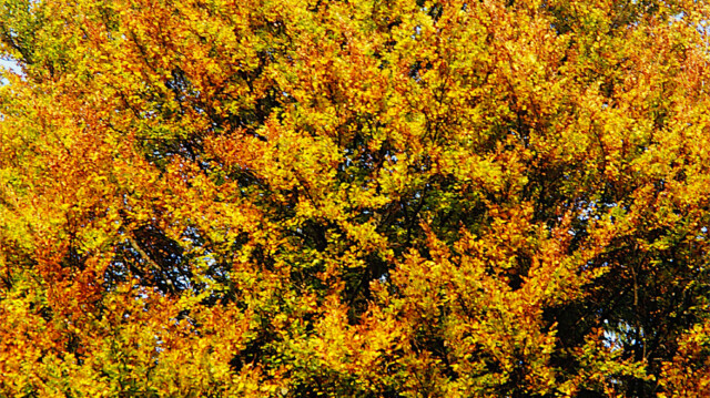 Herbst Herbst