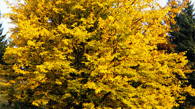 Herbst Herbst