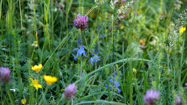 Wiesenblumen Wiesenblumen