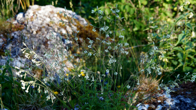 Wiesenblumen Wiesenblumen