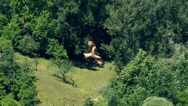 Gleitflug Gleitflug
