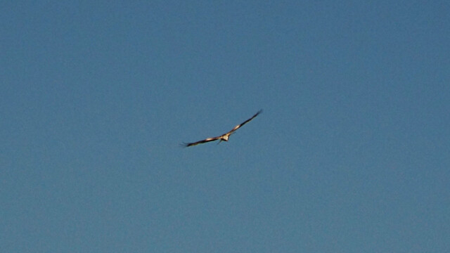 Gleitflug Gleitflug