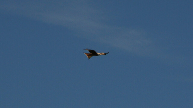 Gleitflug Gleitflug