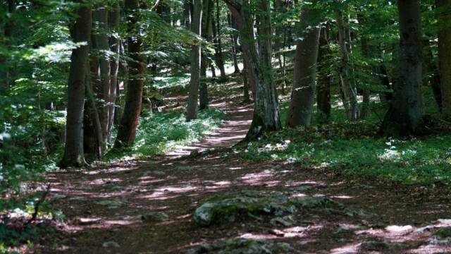 Romantischer Waldweg Romantischer Waldweg