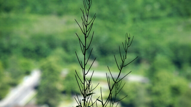 Filigran Filigran