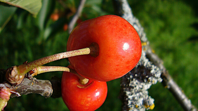 Süße Verlockung Süße Verlockung