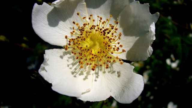 Ein Traum in Weiß Ein Traum in Weiß