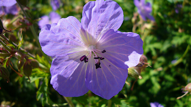 Blau Blau