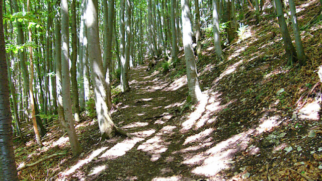Wunderschöner Waldpfad Wunderschöner Waldpfad